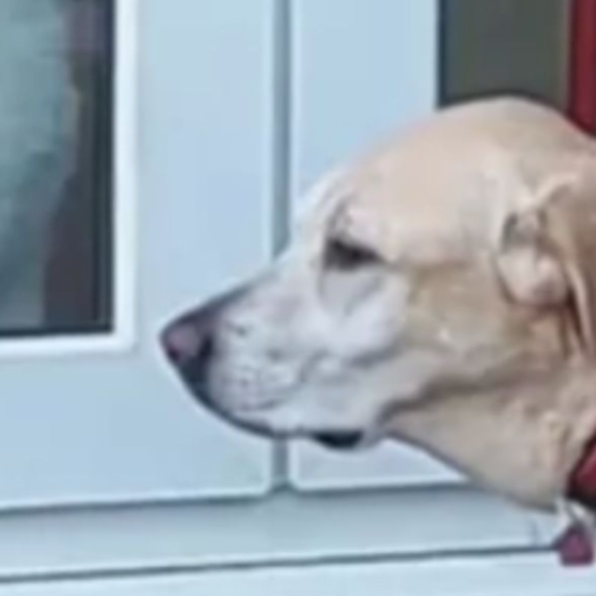 face of a dog