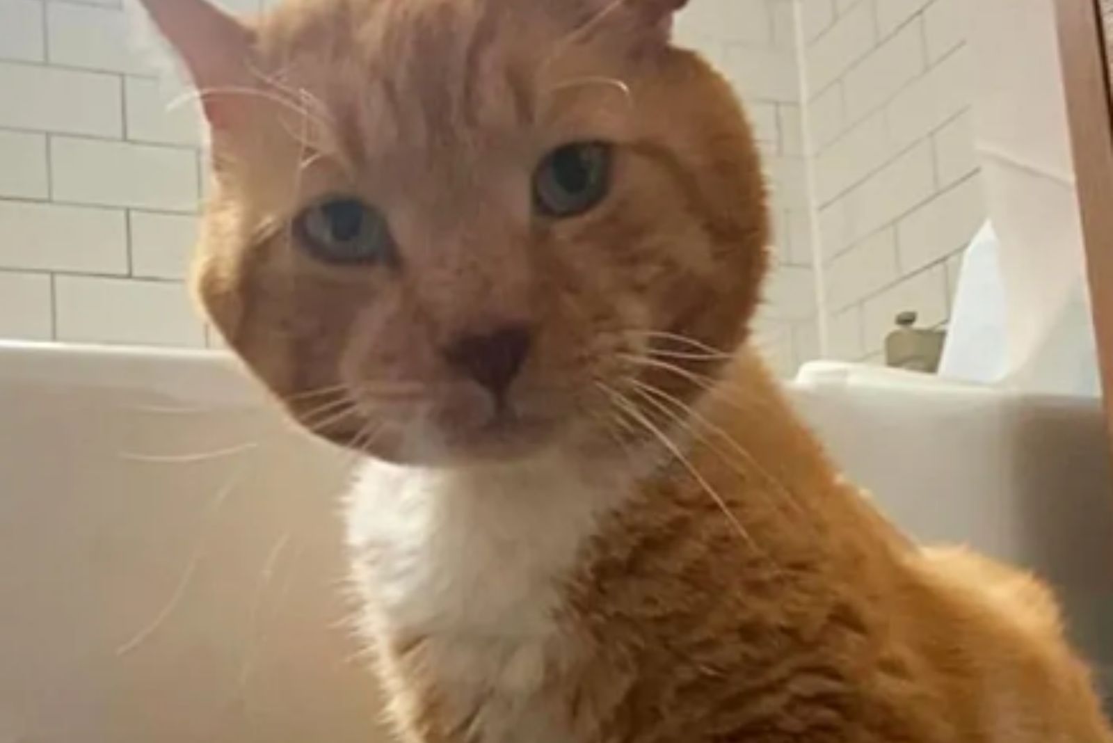face of a poor street cat
