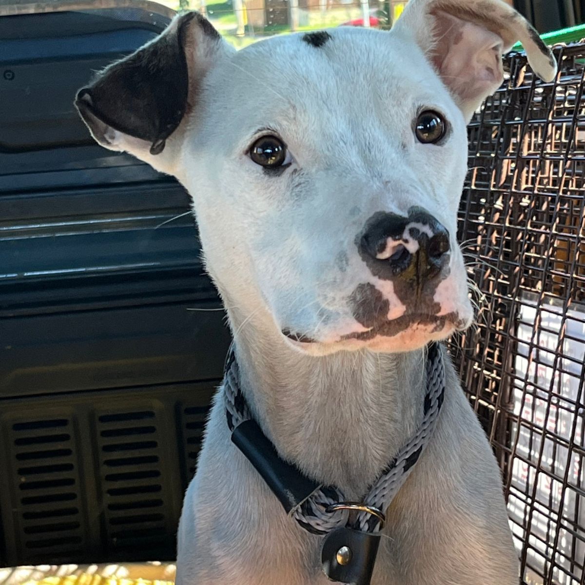 face of a senior dog