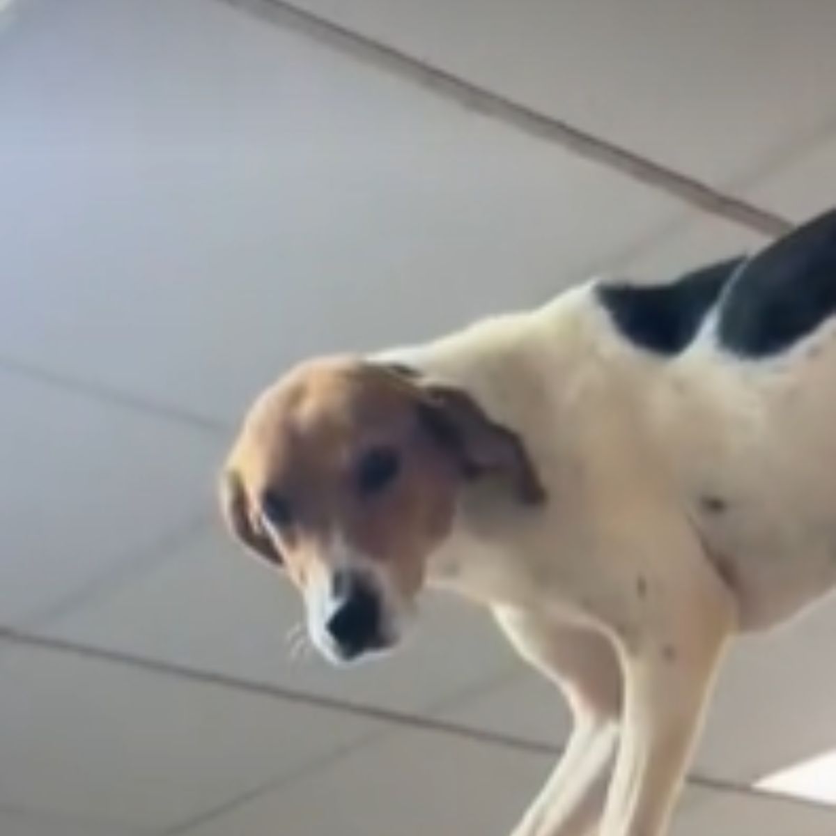 face of a senior dog