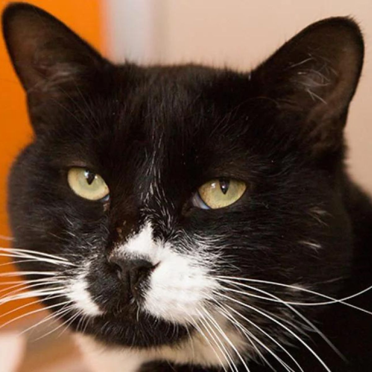 face of a serious dark cat