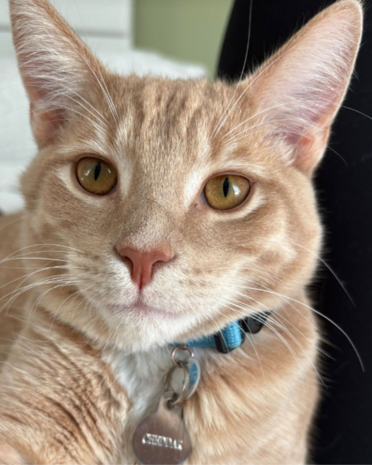 face of a sweet cat