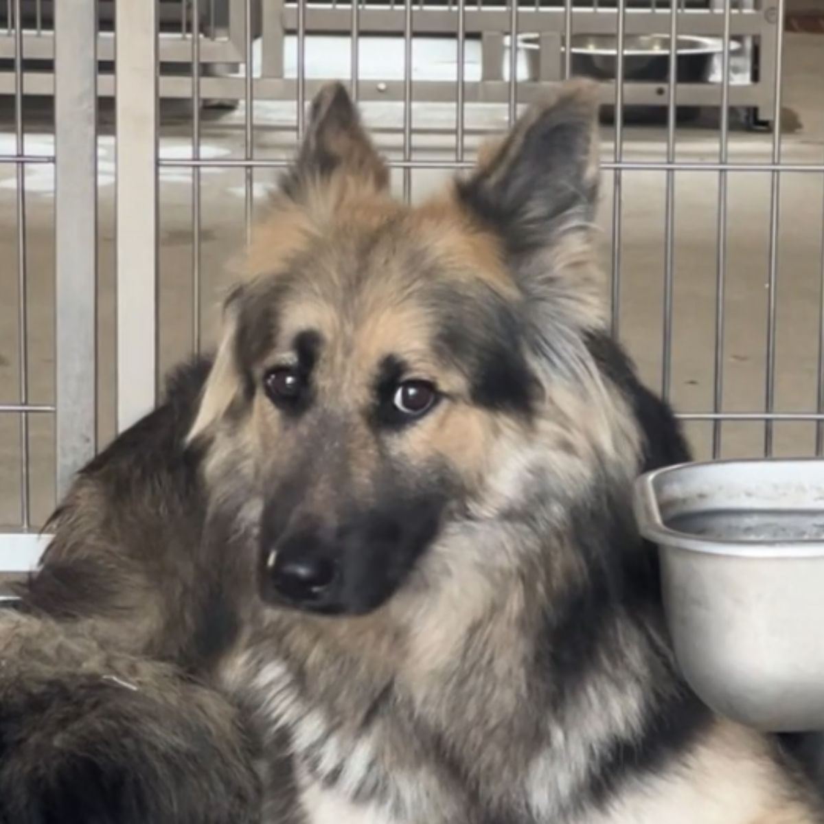 face of a too sad dog