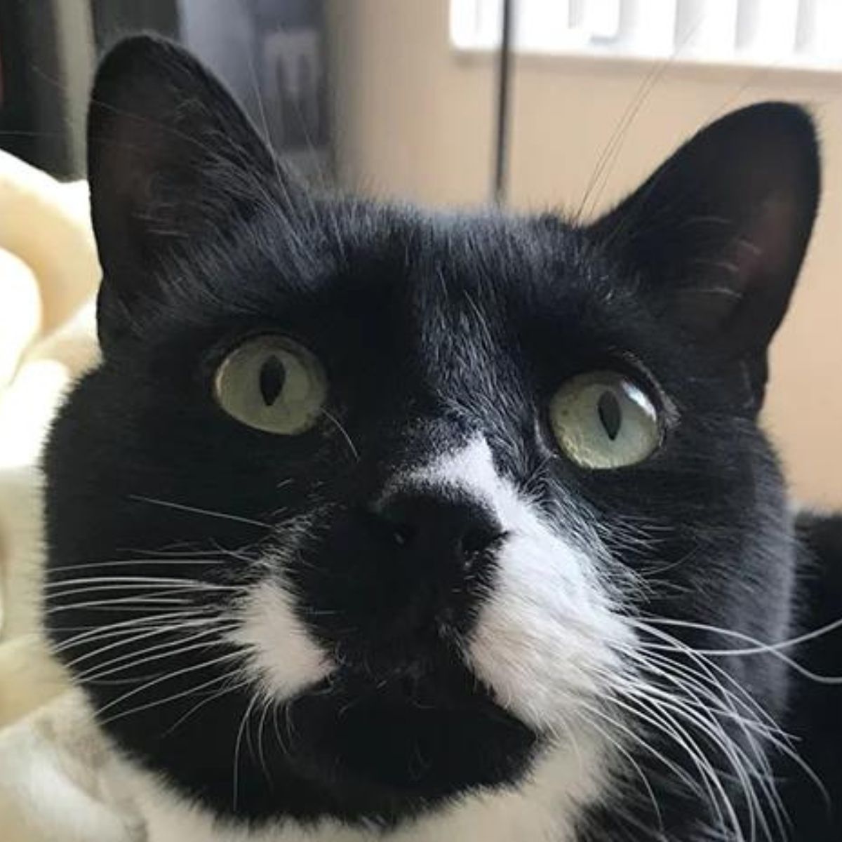 face of an adorable dark cat