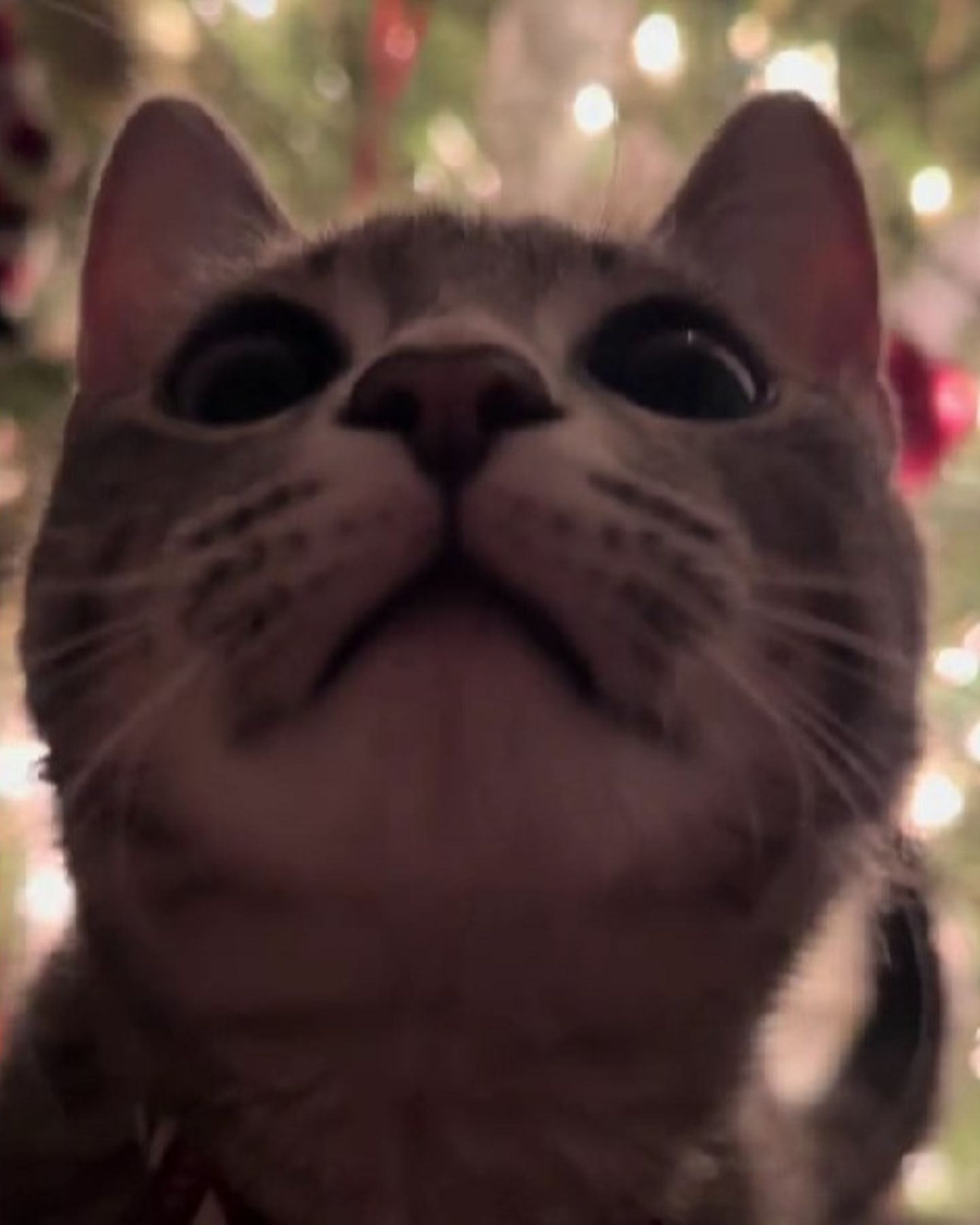 face of happy cat