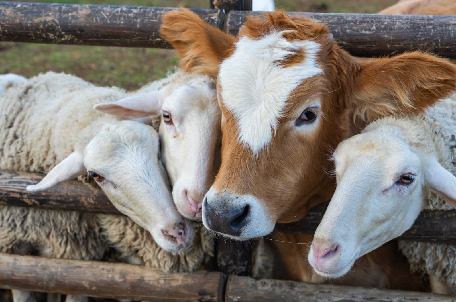 farm animals