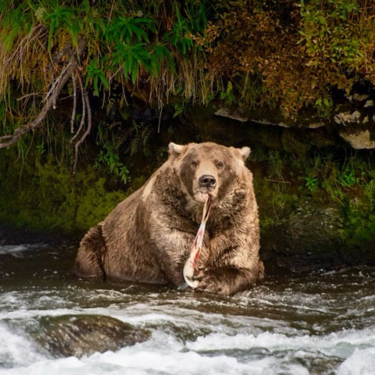 fat bear
