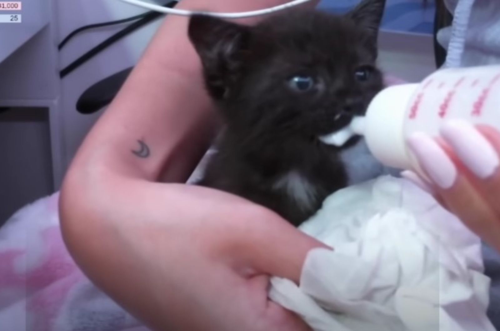 feeding the black kitten
