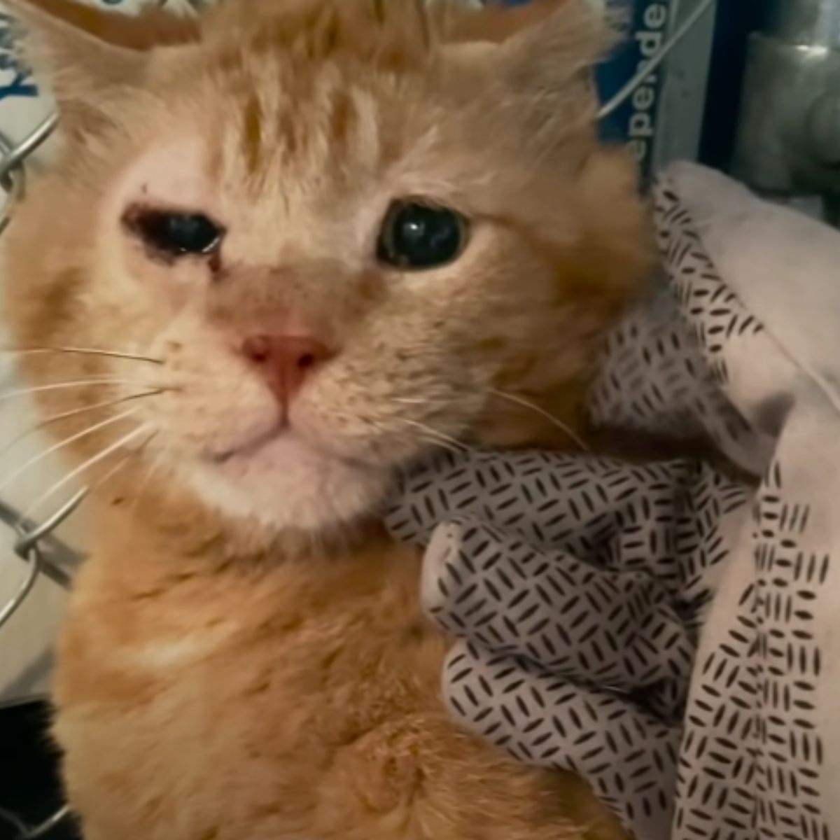 feral cat with sick eyes