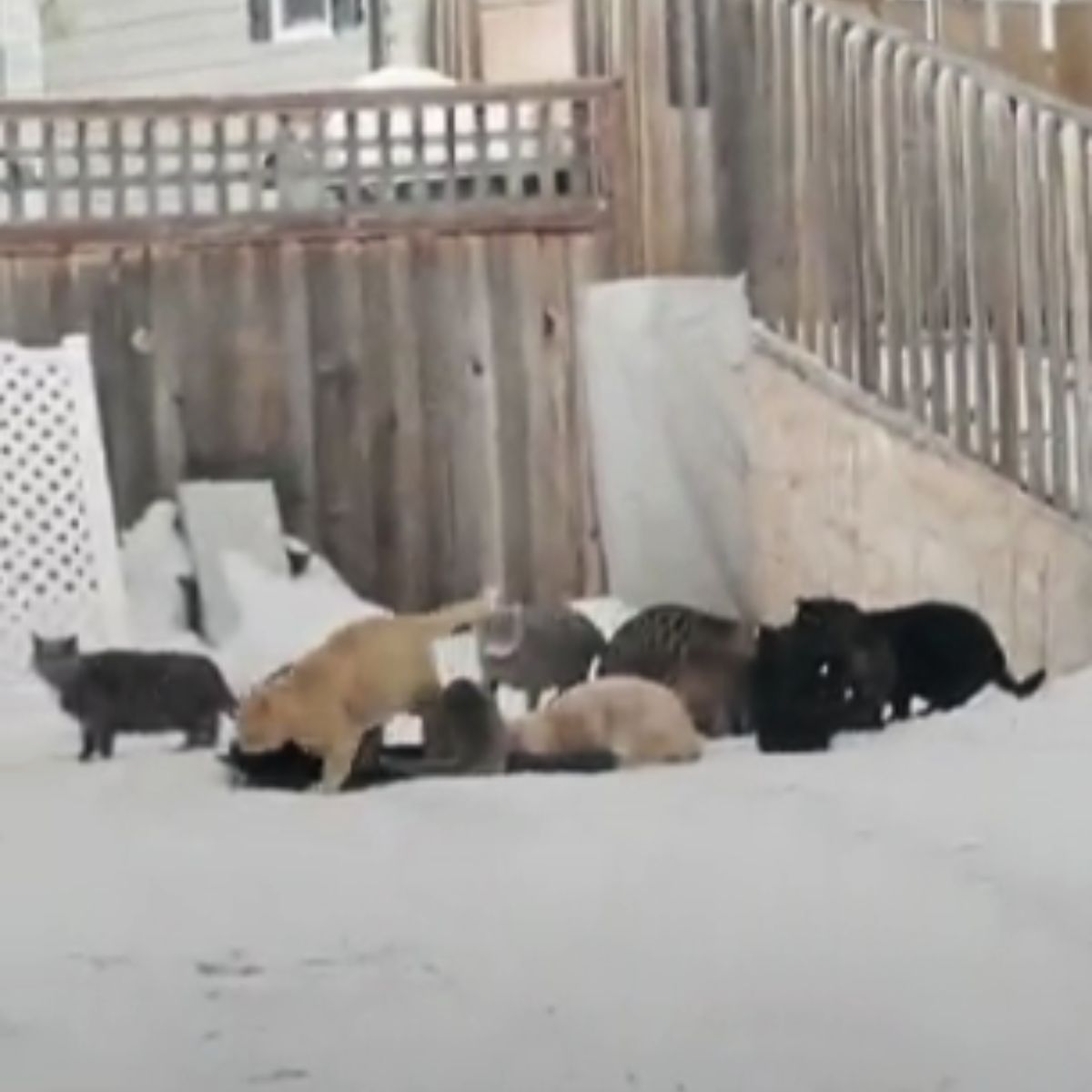 feral cats