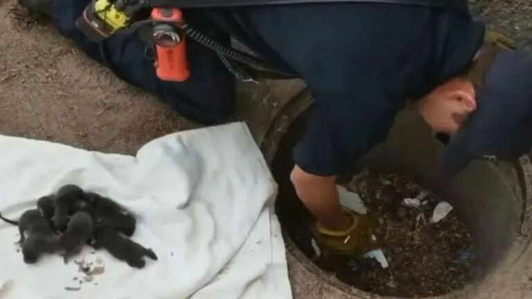 Firefighters In Colorado Respond To Puppy Rescue Only To Make An Unexpected Discovery