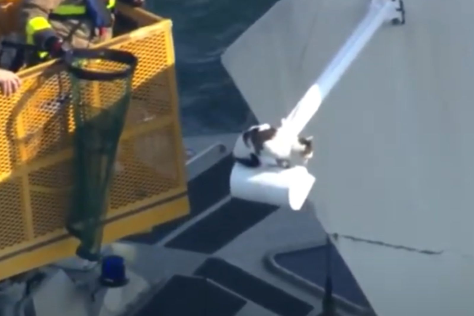 firefighters want to save stuck cat