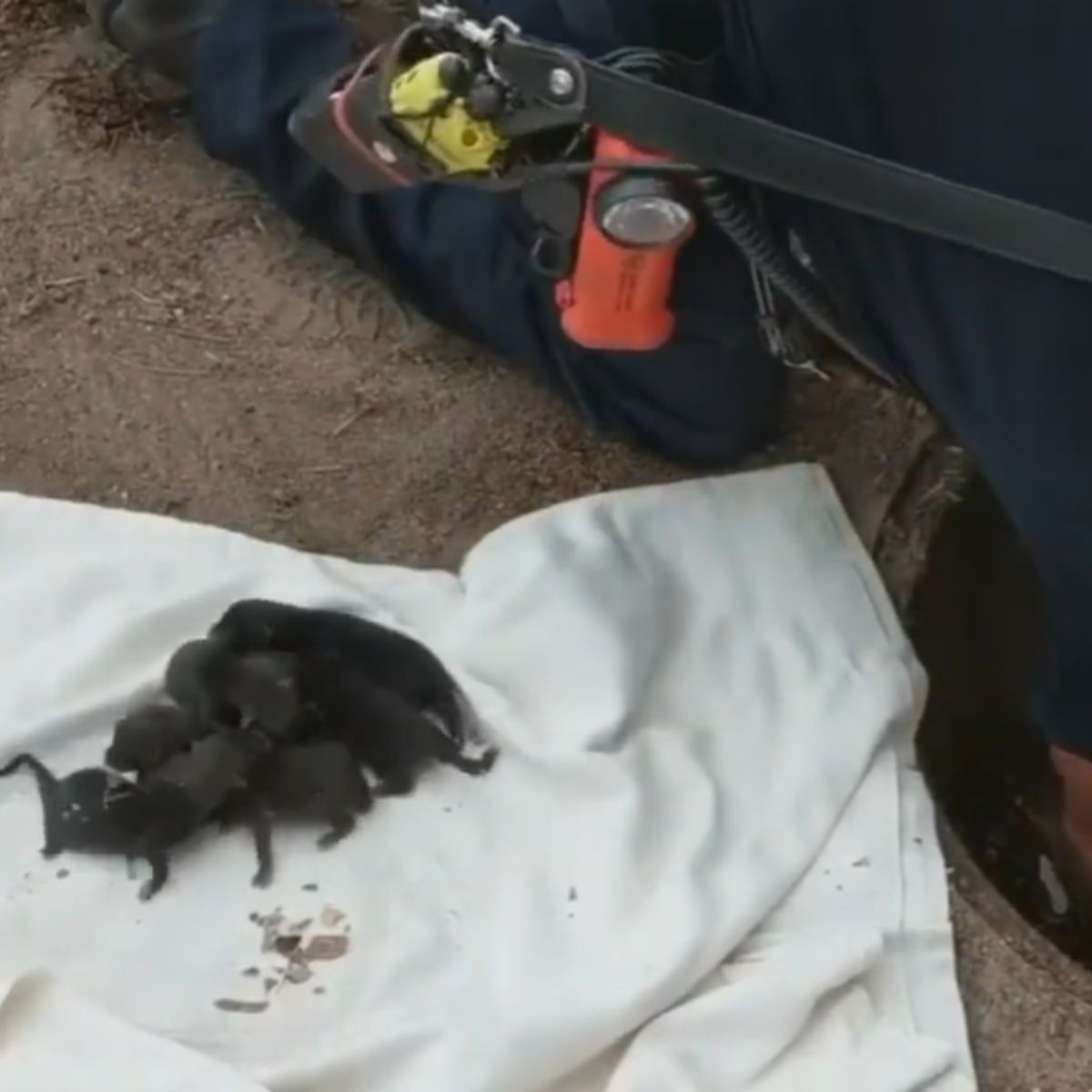 firemen saved the fox kits