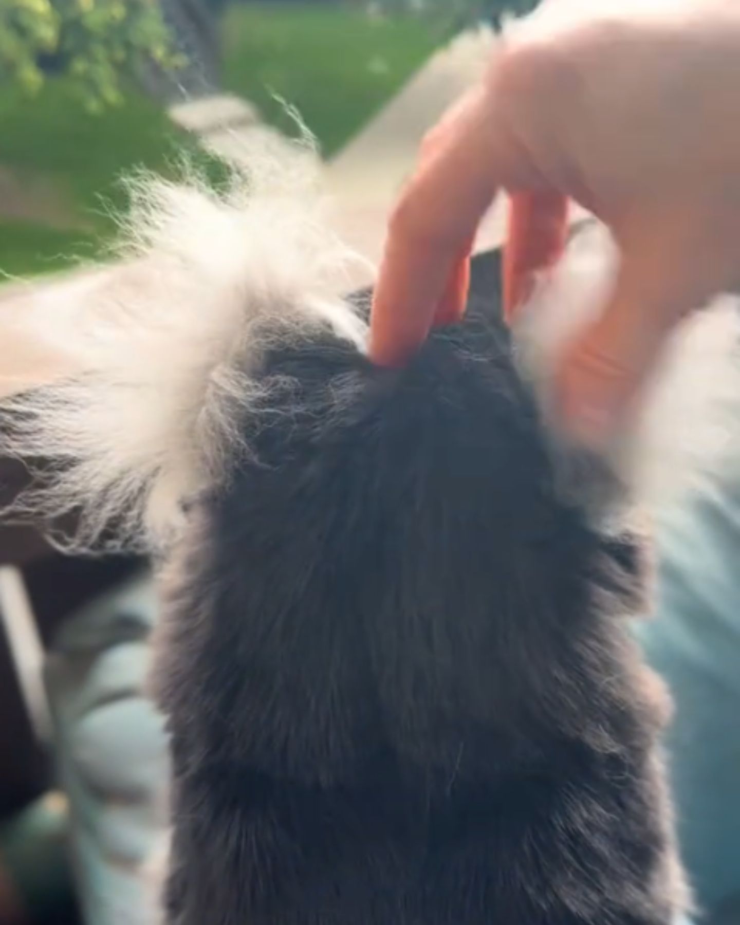 fluffy cat is being cuddled