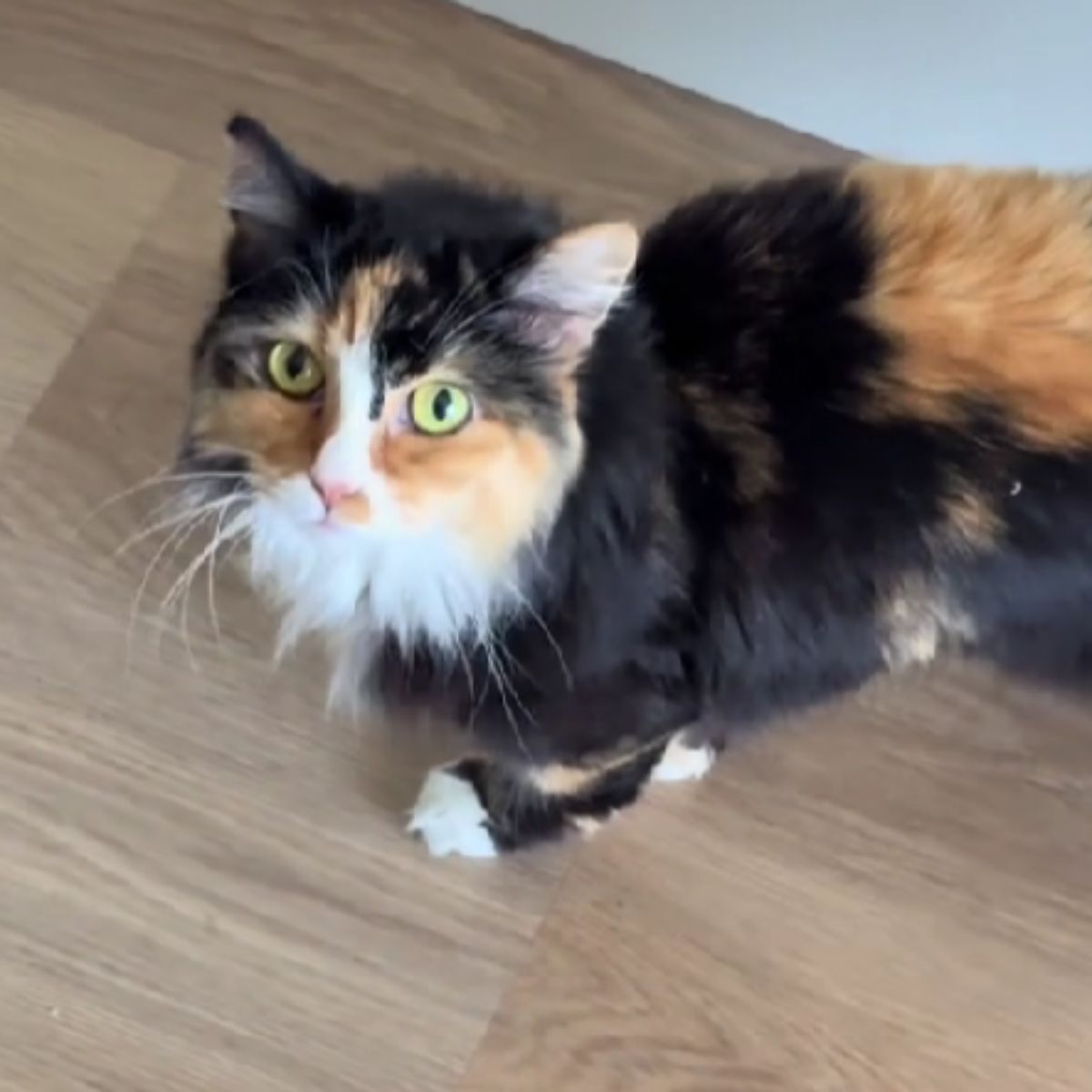 fluffy colorful cat