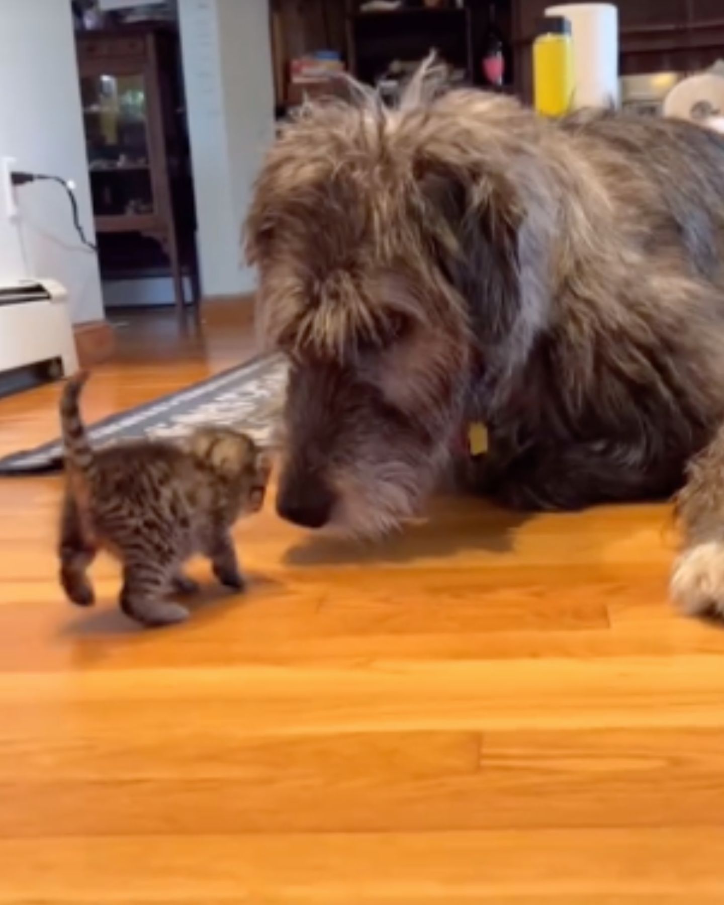 fluffy dog ​​and a kitten are playing