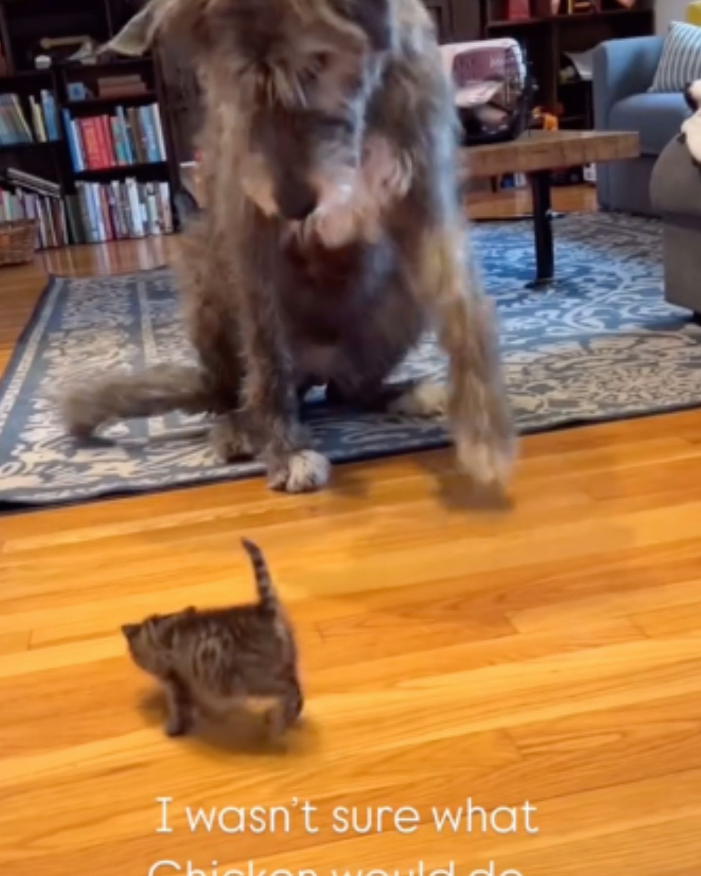 fluffy dog ​​and a kitten are sniffing each other