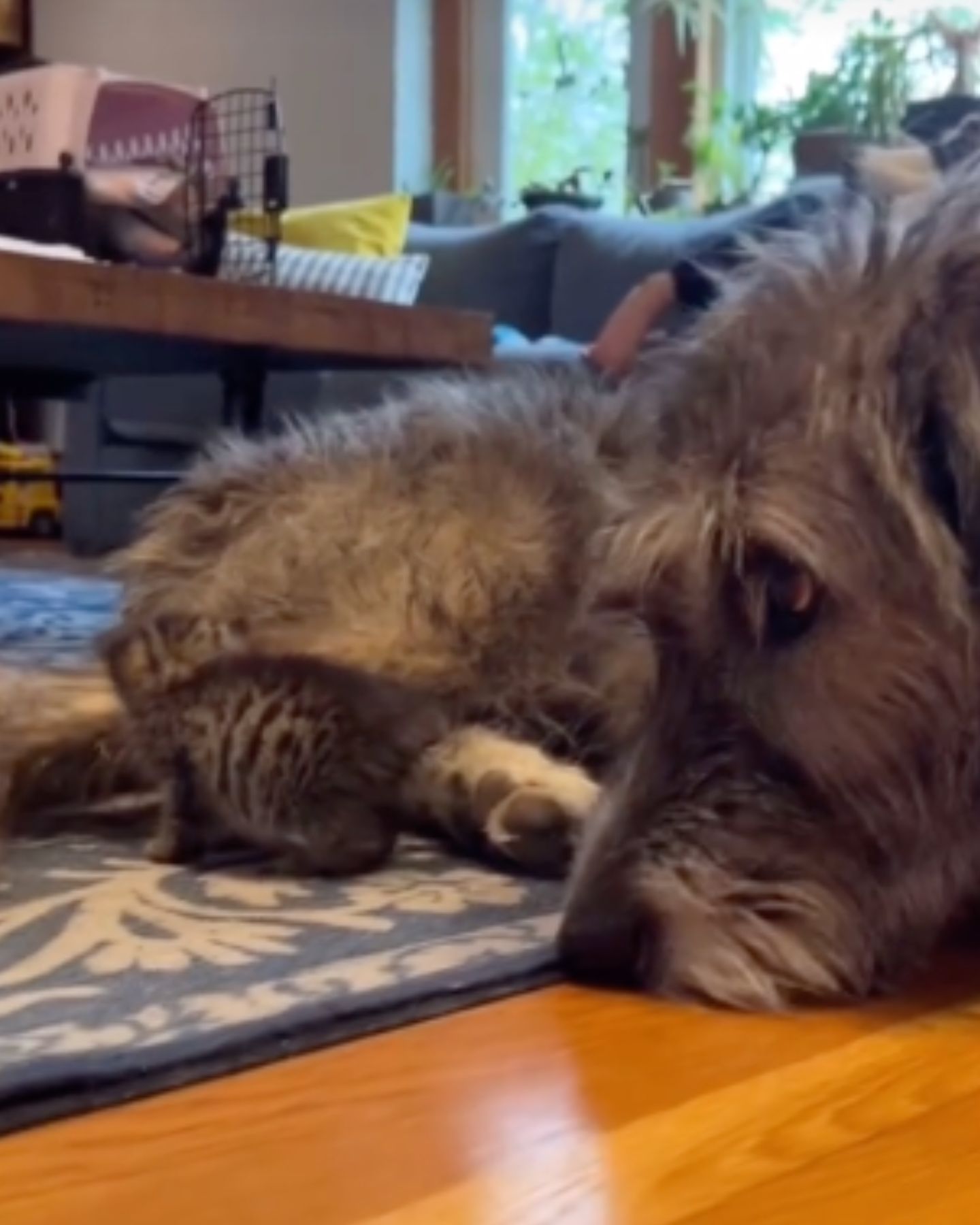 fluffy dog ​​and a kitten lie together