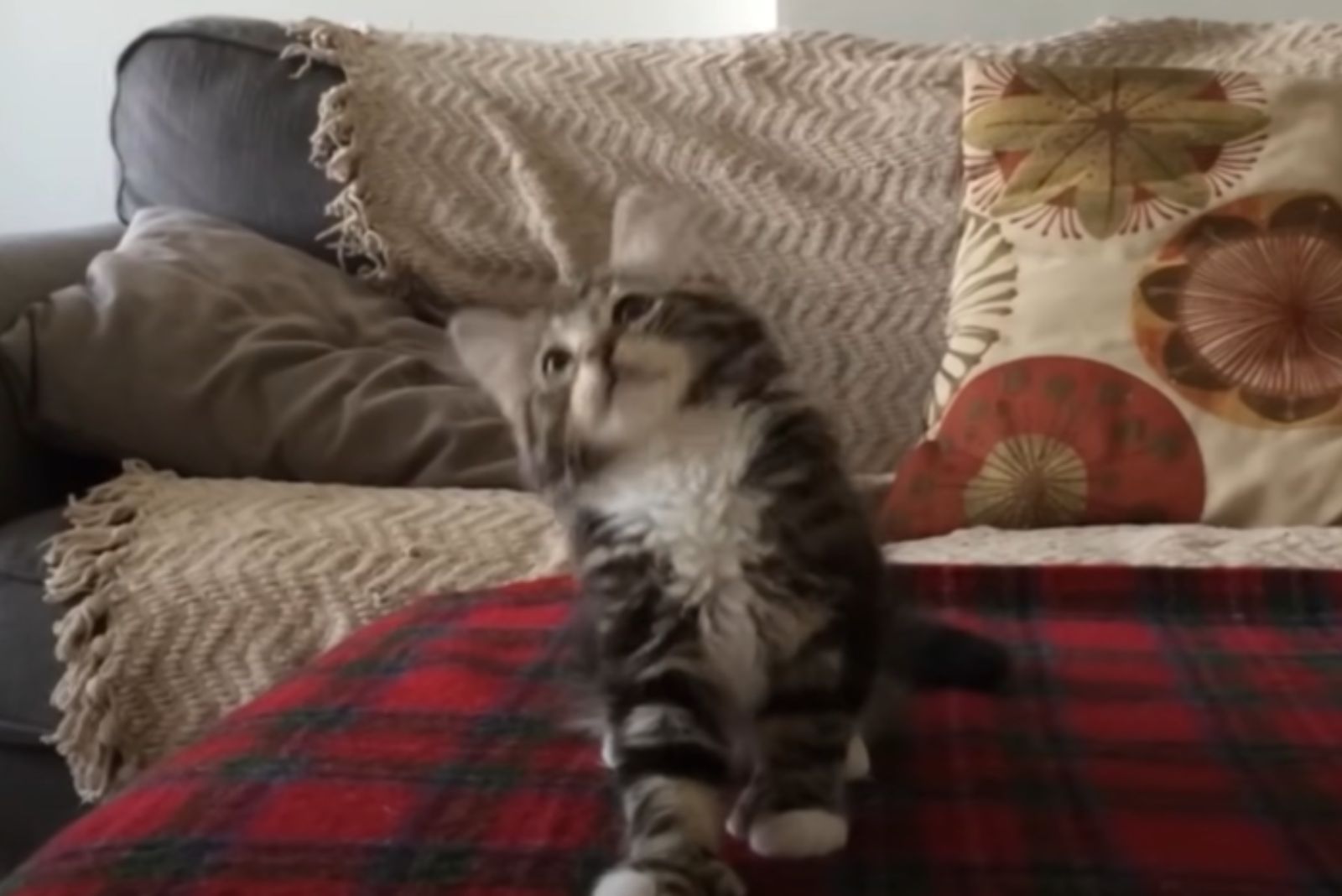 fluffy kitten is playing