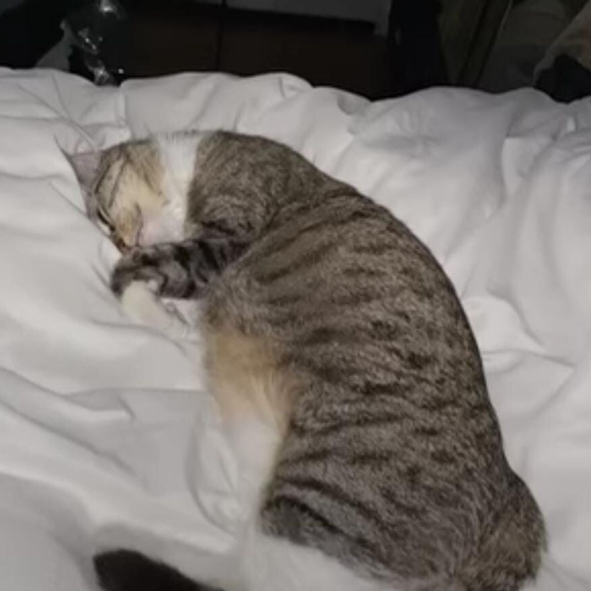 foster cat mom to be resting