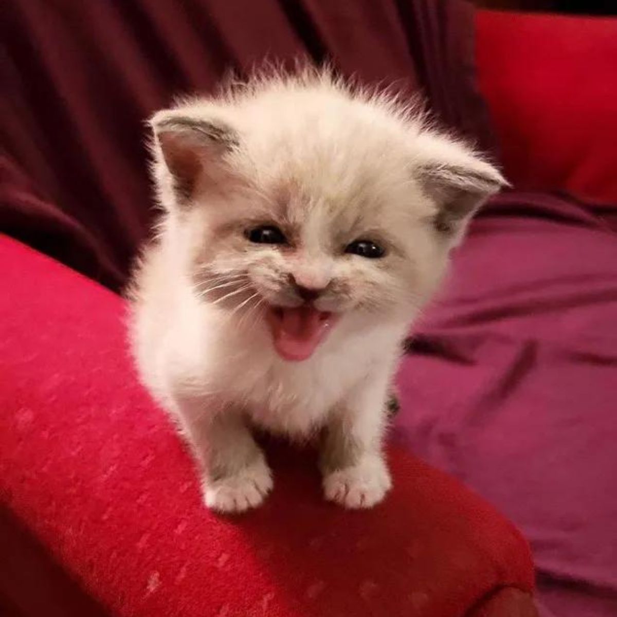 foster kitty meowing