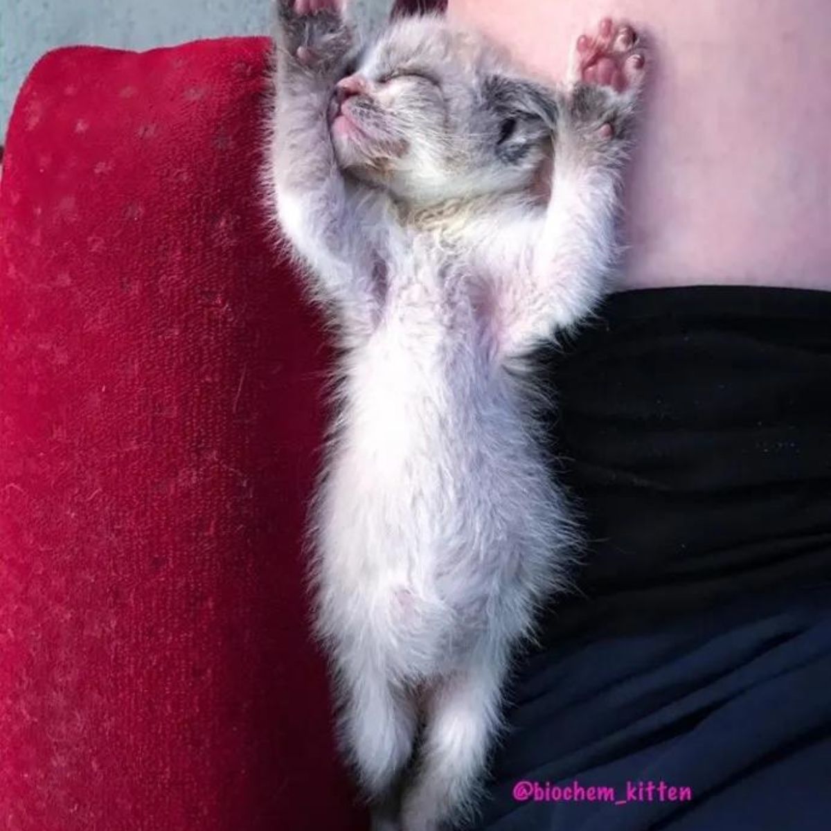 foster kitty sleeping