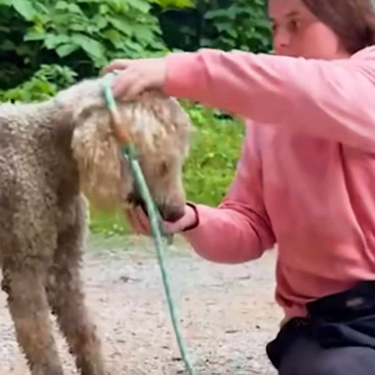 found a white poodle