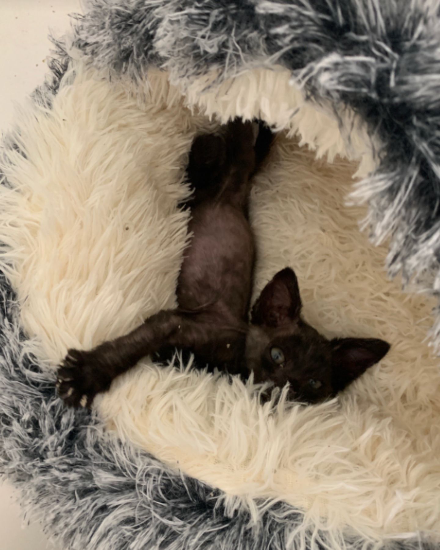 found kitten enjoying cat pillow