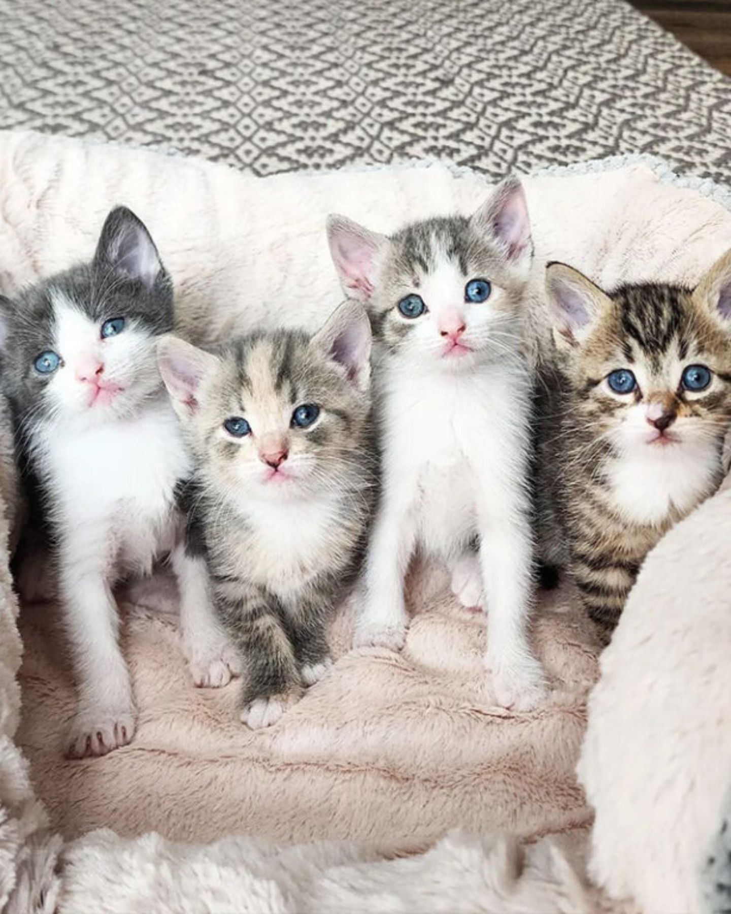 four adorable kittens are posing
