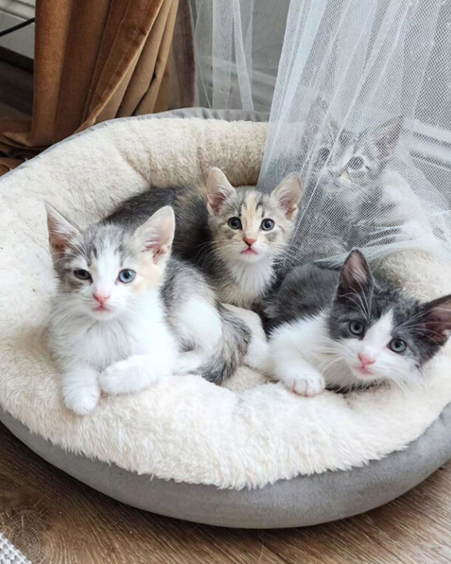 four kittens are lying down and posing