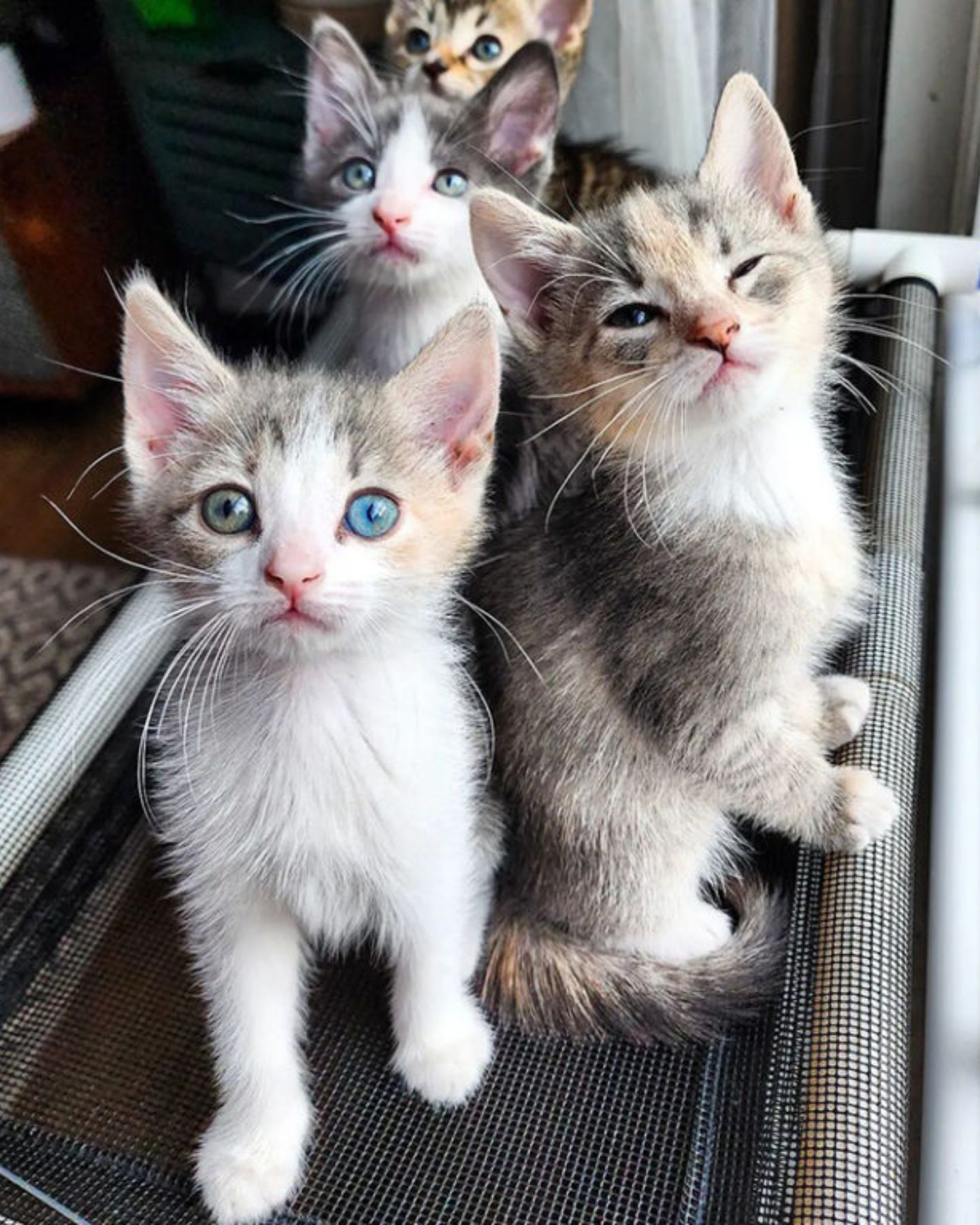 four kittens with beautiful eyes