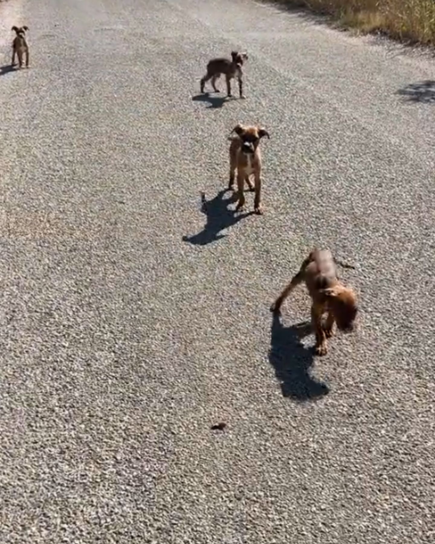 four small dogs are running along the road
