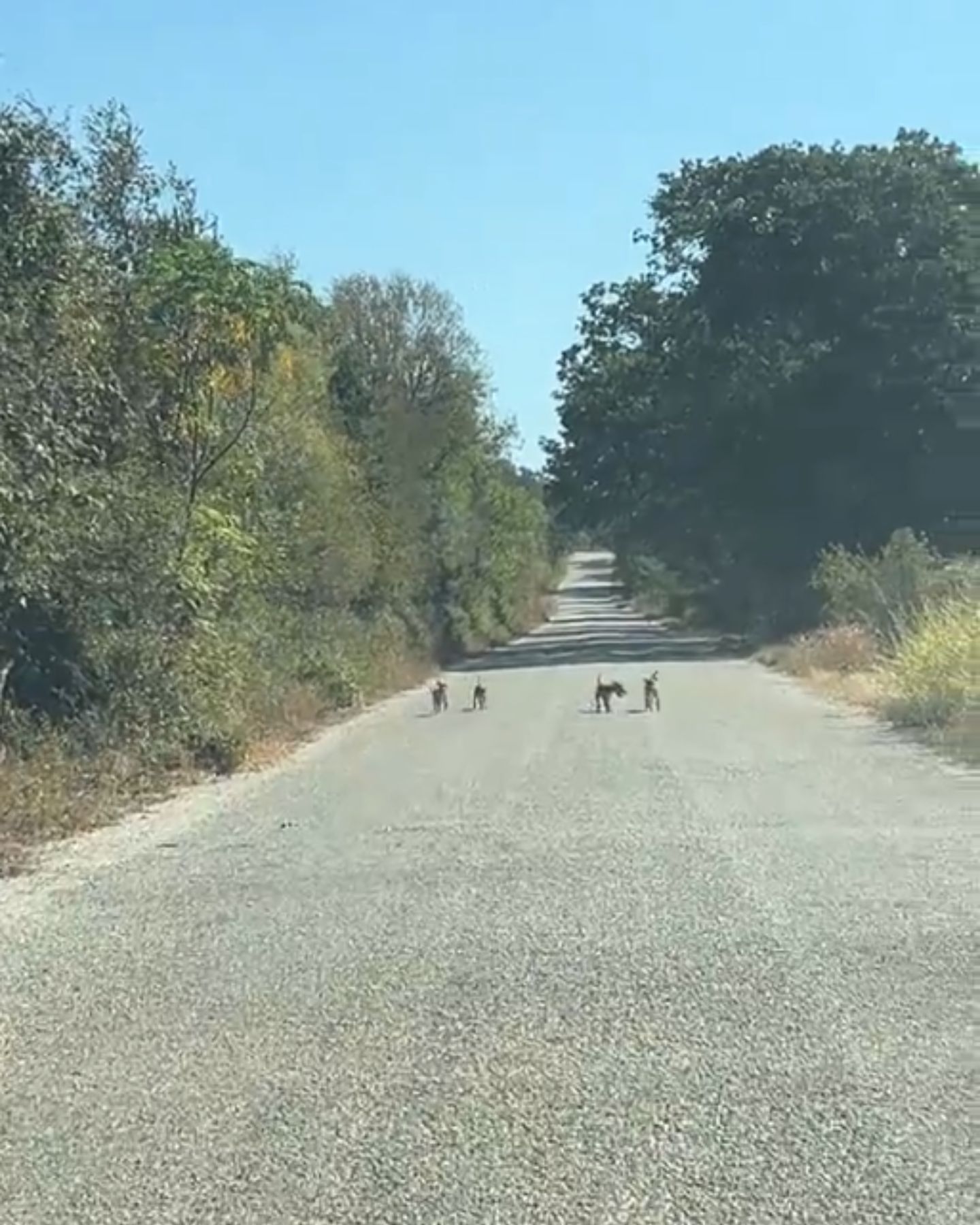 four small dogs on the way