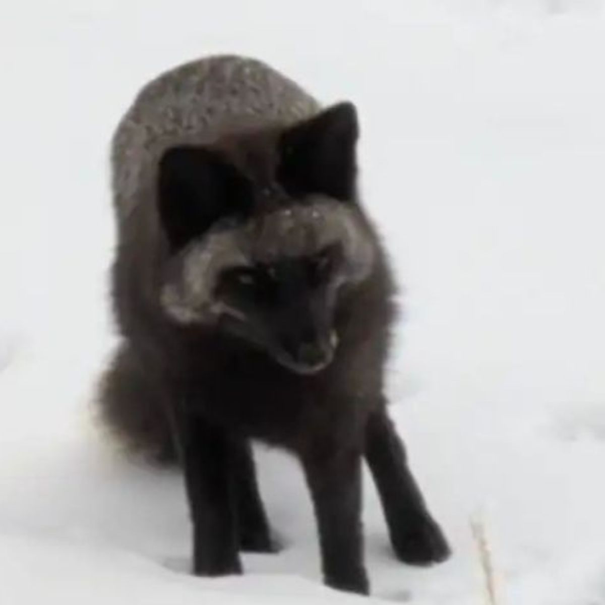 fox in the snow