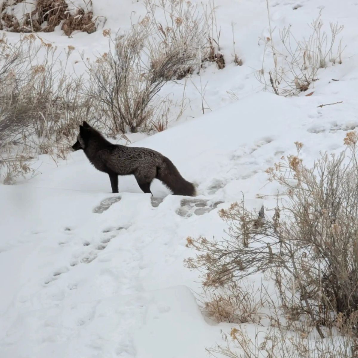 fox standing on snow