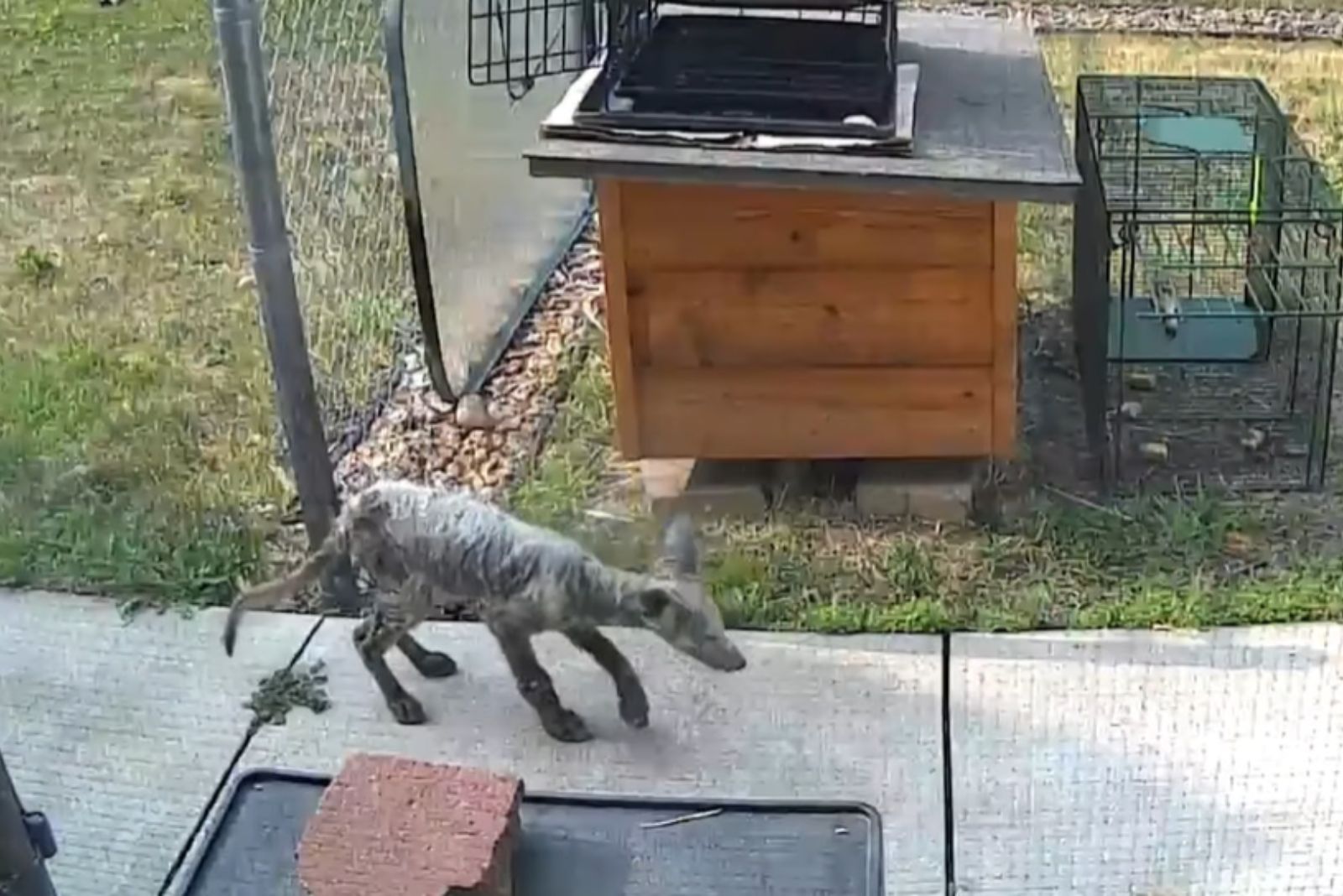 fox without hair