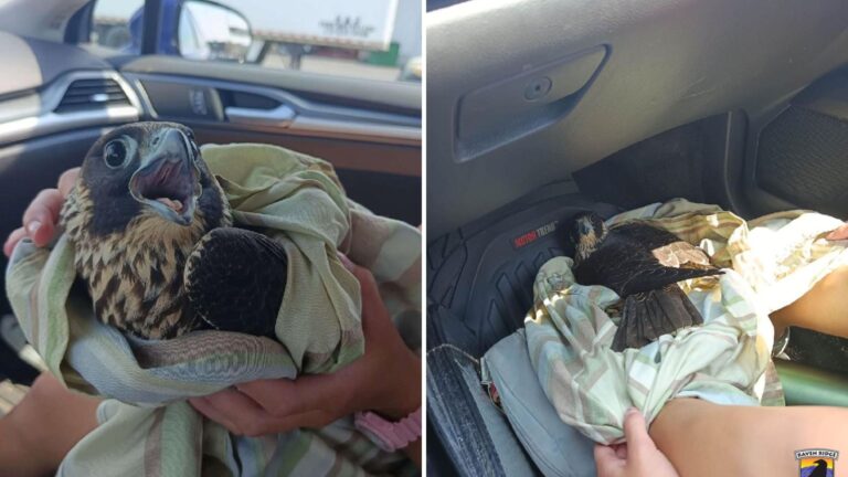 Pennsylvania Friends Shocked To Learn The Creature They Saved Is The Fastest Animal On Earth