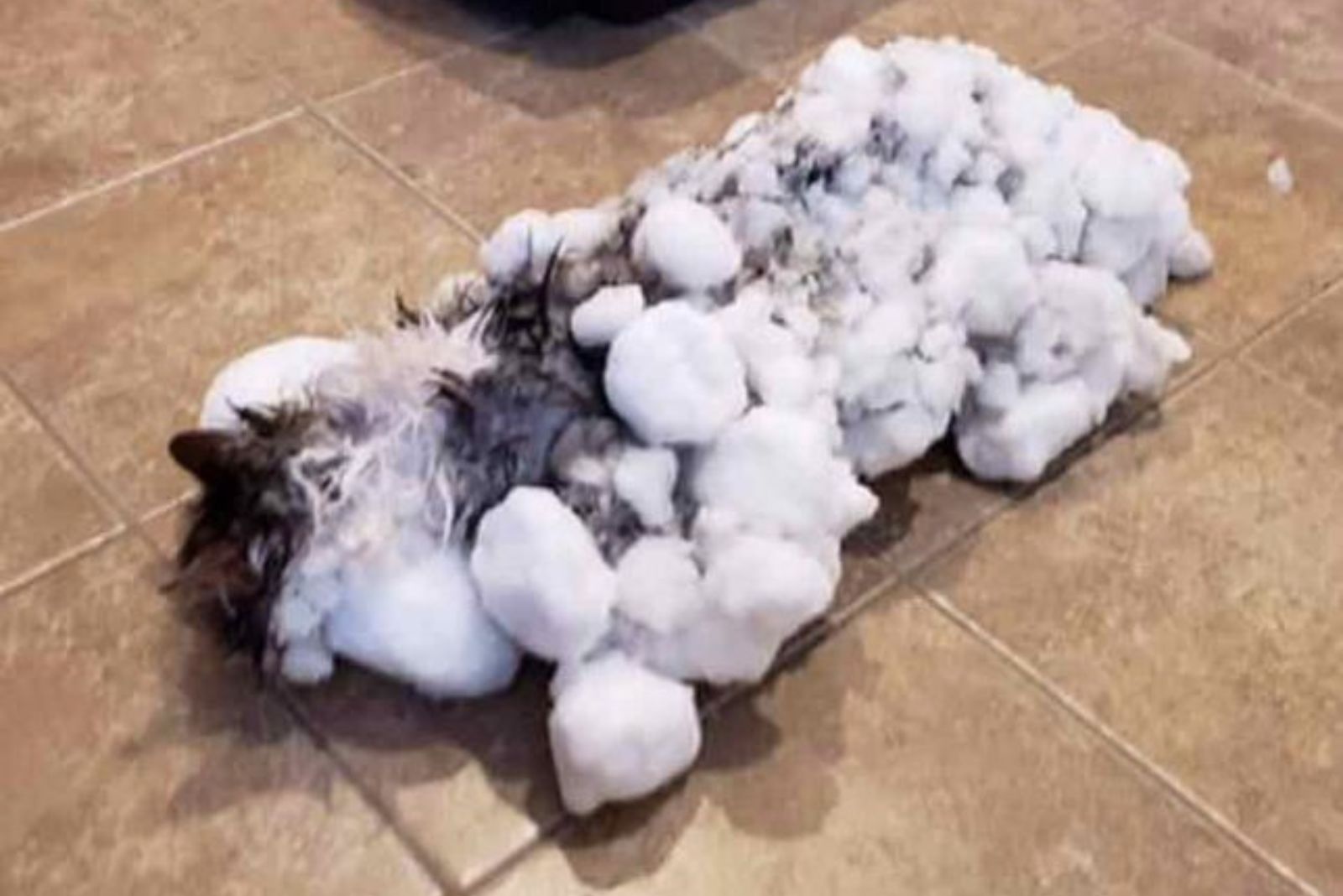 frozen cat