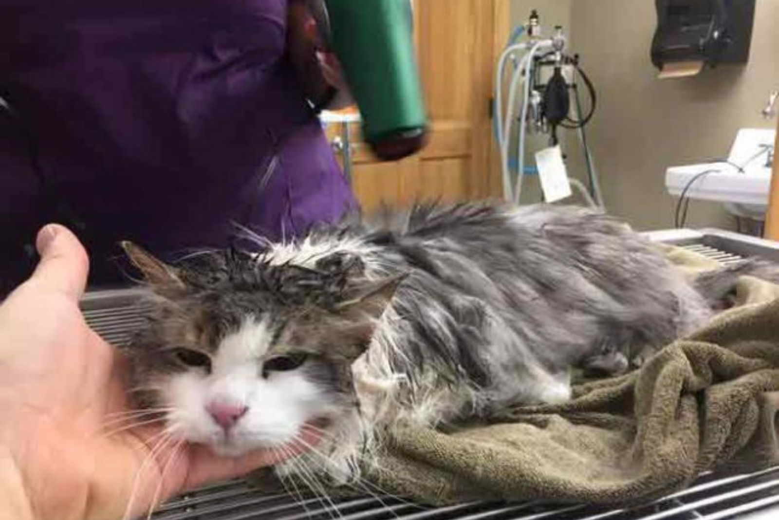 frozen poor cat rescued
