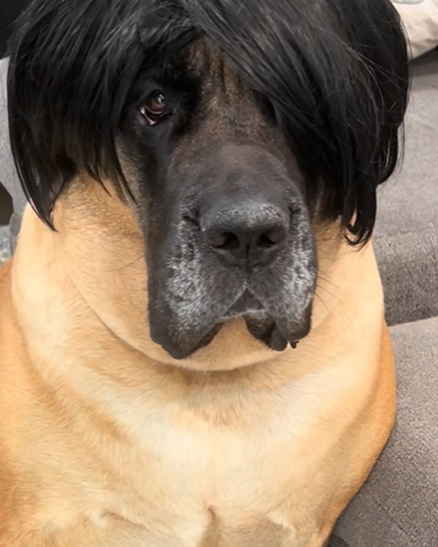 funny dog ​​with hair