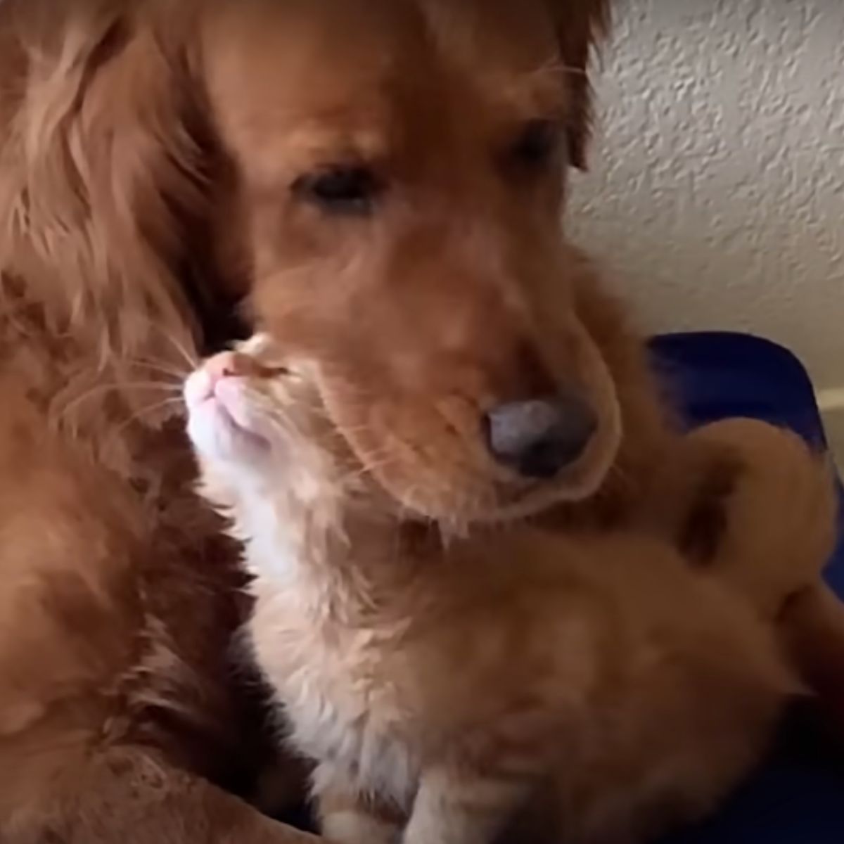 ginger cat kisses golden retriever