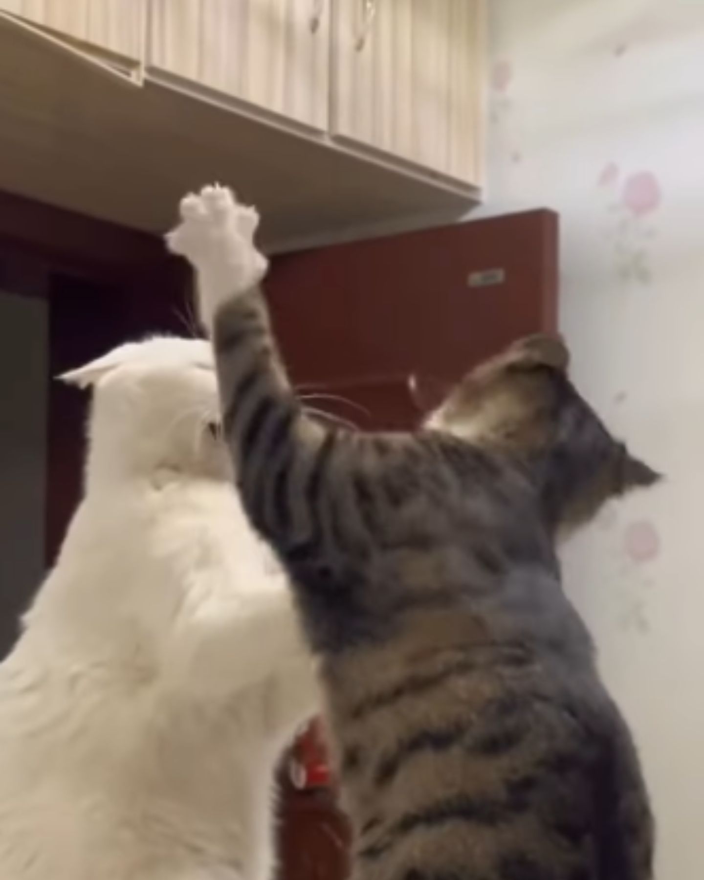 ginger and white cats hit each other