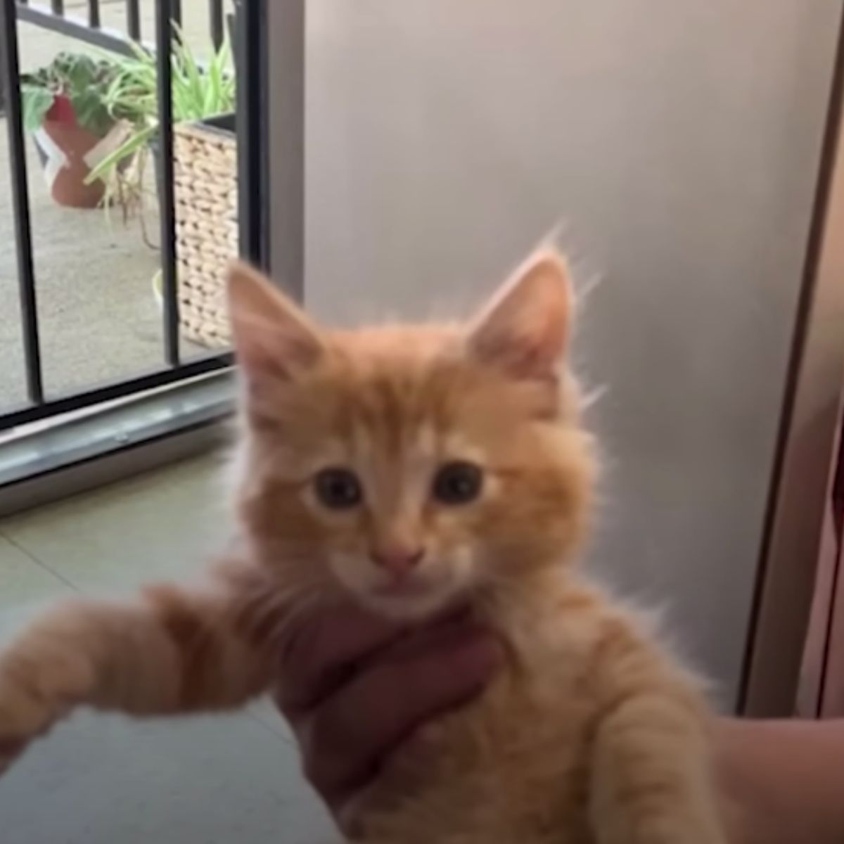 ginger cat