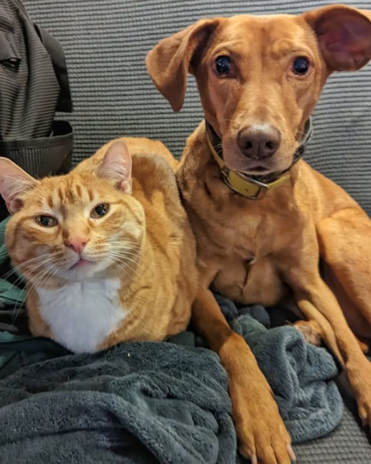 ginger cat and ginger dog pose for a photo