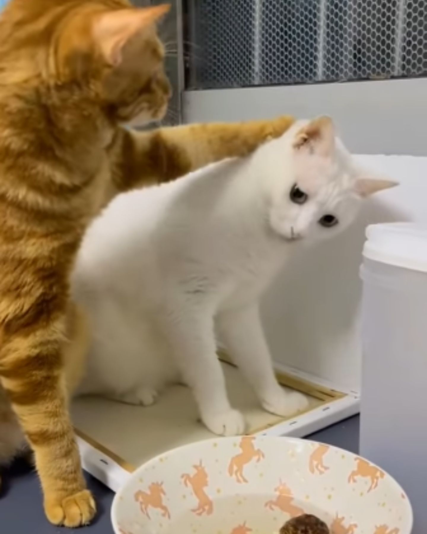 ginger cat hits white cat