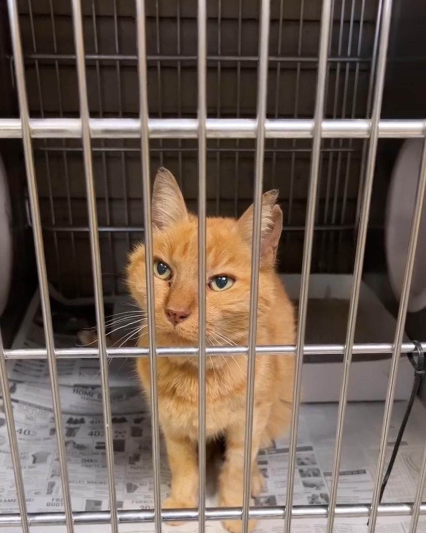 ginger cat in the shelter