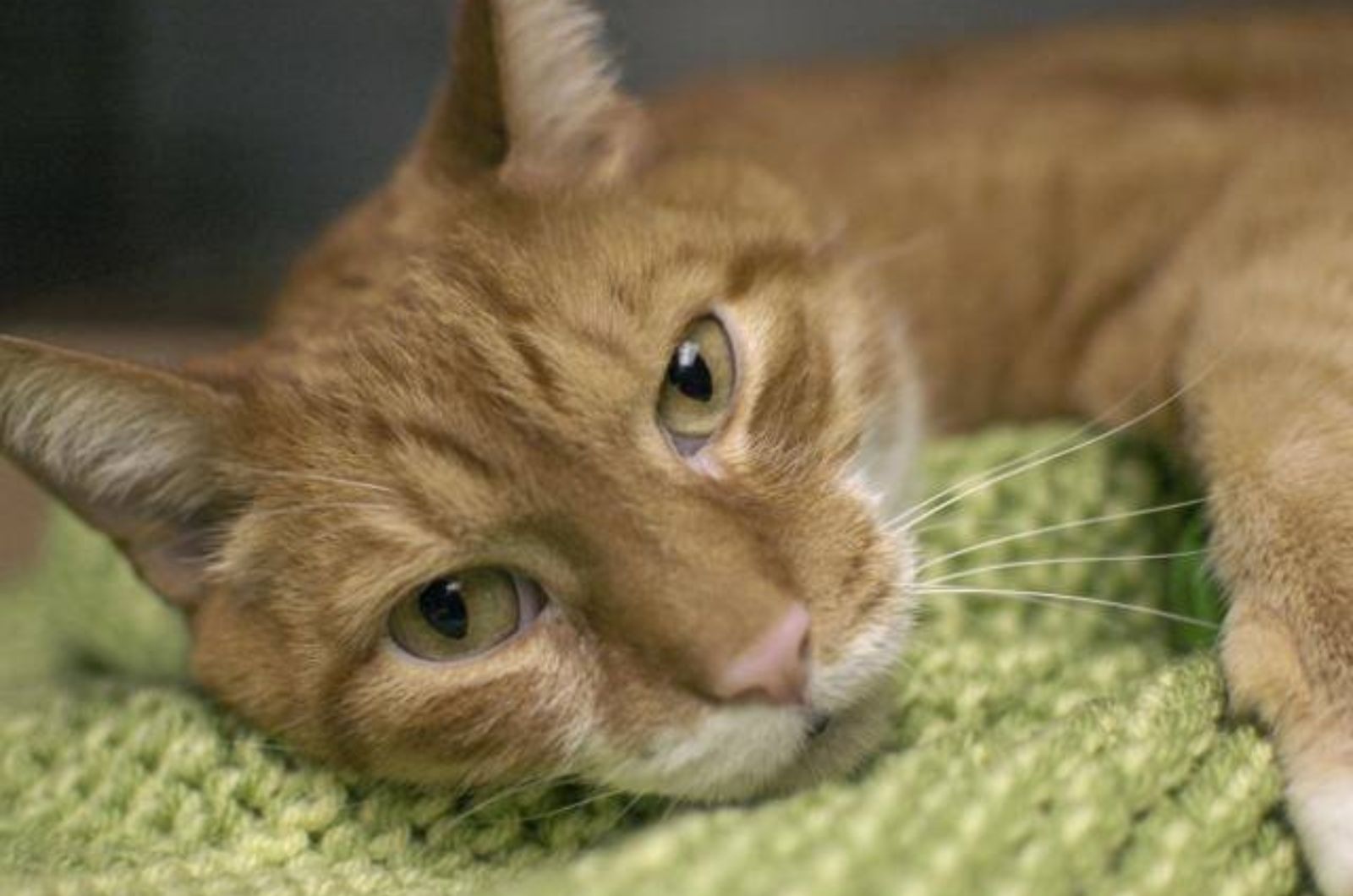 ginger cat is lying down