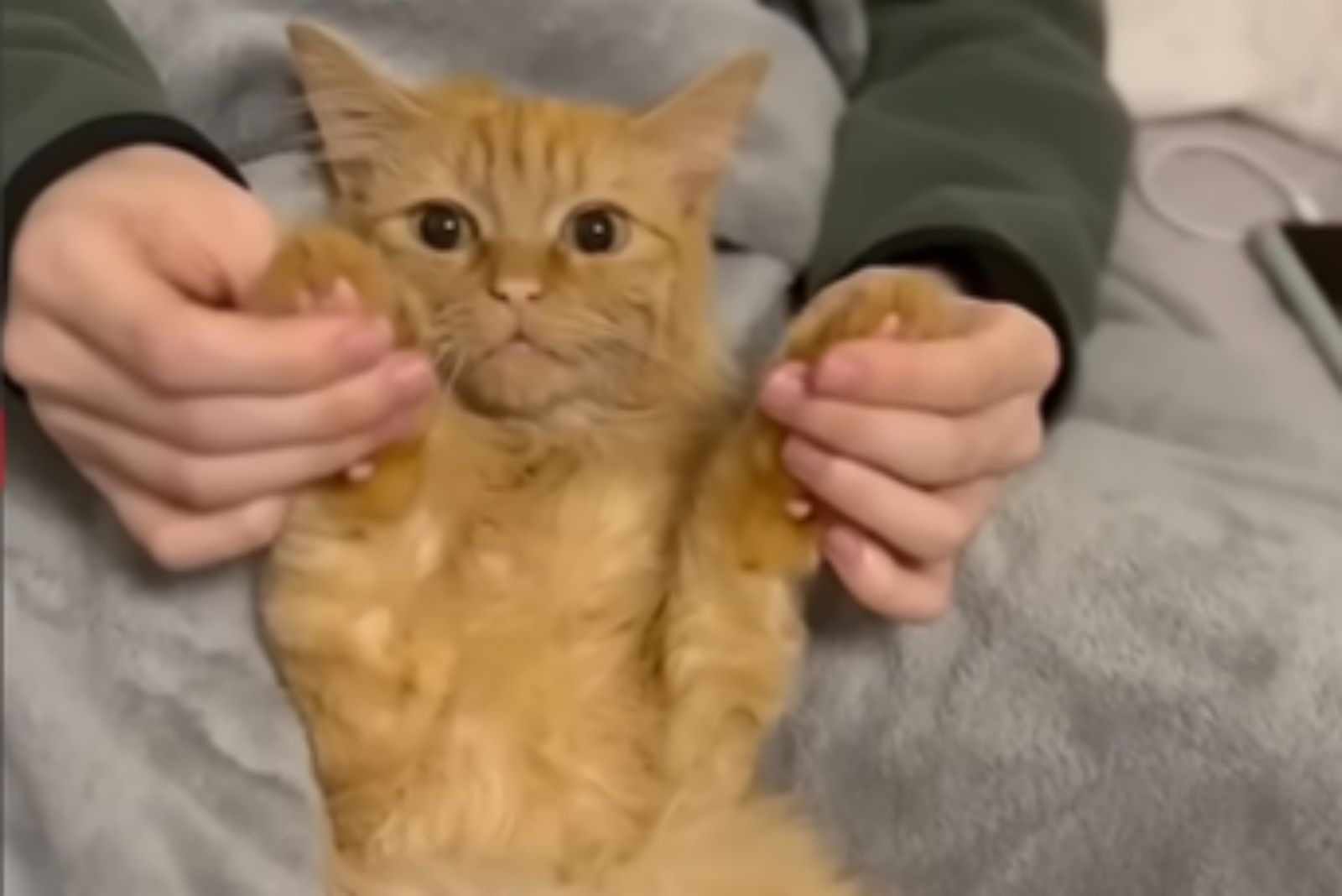 ginger cat is playing