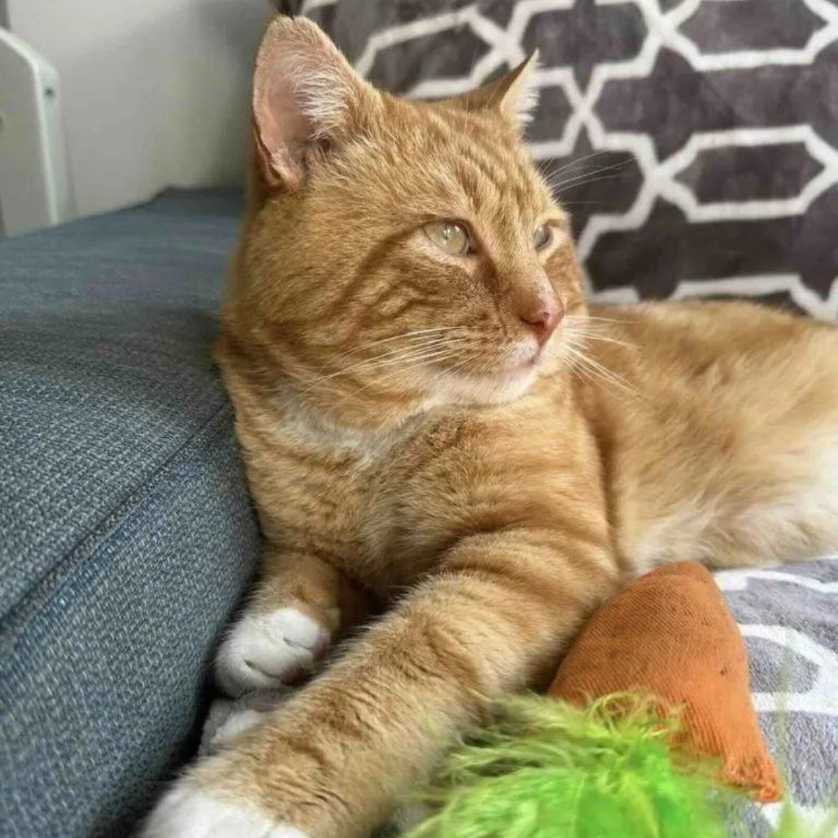 ginger cat looking into the distance