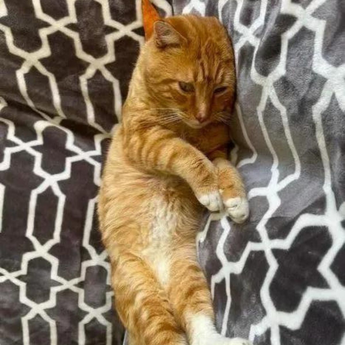 ginger cat lounging